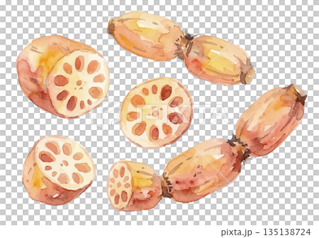 水彩蓮藕插圖 135138724