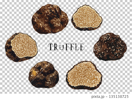 Watercolor truffle illustration 135138725