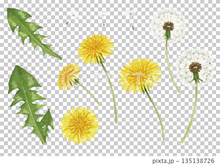 Watercolor dandelion illustration 135138726