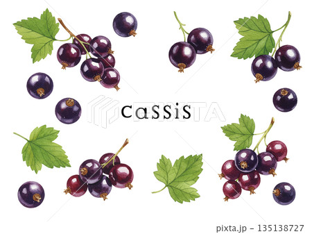 水彩風カシスイラスト 水彩風カシスイラスト 135138727