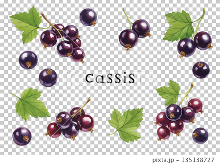 水彩風格的黑醋栗插圖 水彩風格的黑醋栗插圖 135138727