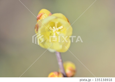 ロウバイの花のアップ 135138918