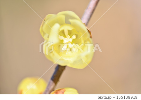 ロウバイの花のアップ 135138919