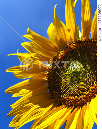 Vibrant close-up of a sunflower with bright yellow petals against a clear blue sky.  135139000