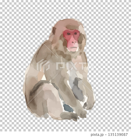 水彩風格的日本猴子插畫 135139087