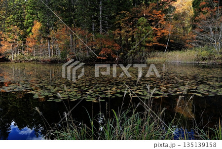 日本の原風景・森の中の池と紅葉 135139158