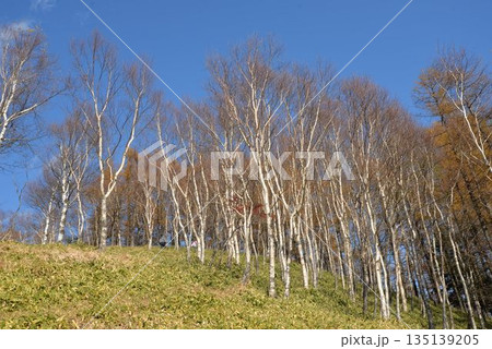 半月山の白樺林 半月山の白樺林 135139205