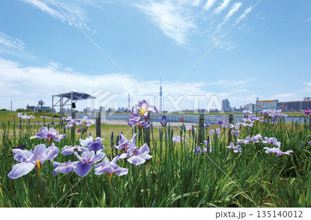 堀切菖蒲園 135140012