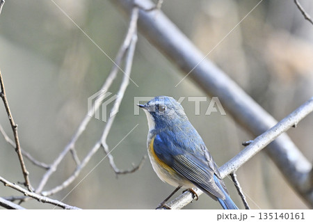 美しい青い鳥　ルリビタキ（オス）　 135140161