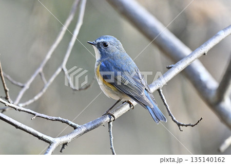 美しい青い鳥　ルリビタキ（オス）　 135140162