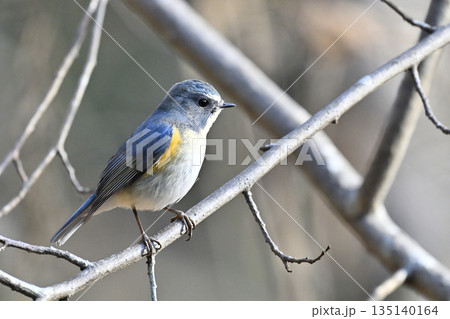 美しい青い鳥 ルリビタキ(オス) 美しい青い鳥 ルリビタキ(オス) 135140164