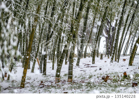 雪の降り積もる静かな冬の竹林と切り株 135140228