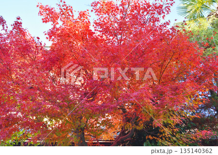 京都の紅葉 135140362