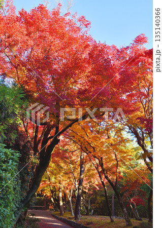 京都の紅葉 135140366