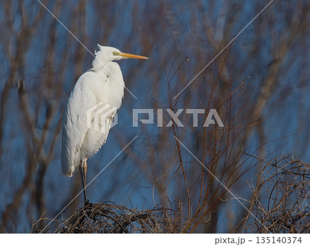 木の上で休むダイサギ 135140374