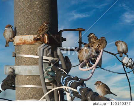 電柱にとまる雀 135140377