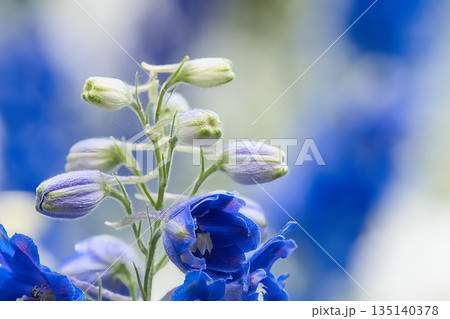 青いデルフィニウムの花 135140378