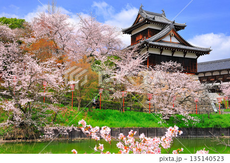 【奈良県】晴天の郡山城と満開の桜(追手向櫓) 【奈良県】晴天の郡山城と満開の桜(追手向櫓) 135140523