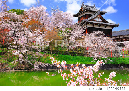 【奈良県】晴天の郡山城と満開の桜（追手向櫓） 135140531