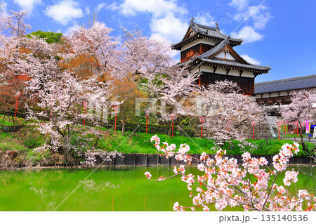 【奈良県】晴天の郡山城と満開の桜（追手向櫓） 135140536