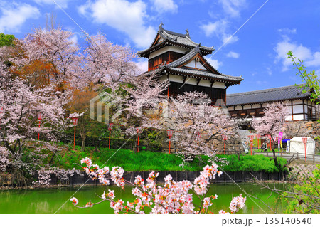 【奈良県】晴天の郡山城と満開の桜（追手向櫓） 135140540