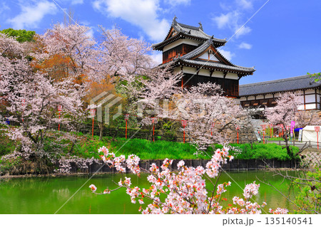【奈良県】晴天の郡山城と満開の桜（追手向櫓） 135140541