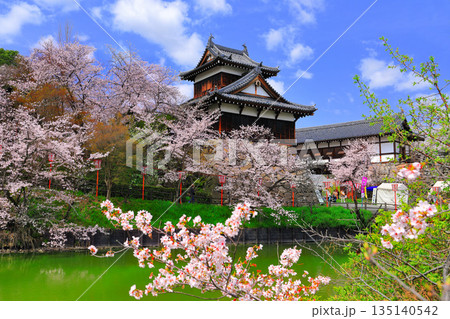 【奈良県】晴天の郡山城と満開の桜(追手向櫓) 【奈良県】晴天の郡山城と満開の桜(追手向櫓) 135140542