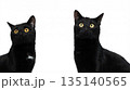 Two Black Cats 135140565