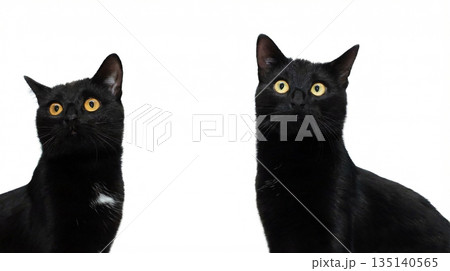Two Black Cats Two Black Cats 135140565