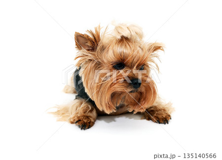 A Sad Little Dog 135140566