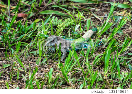 Ameiva ameiva or Amazon racerunner, species of lizard in the family Teiidae found in Central and South America Ameiva ameiva or Amazon racerunner, species of lizard in the family Teiidae found in Central and South America 135140634