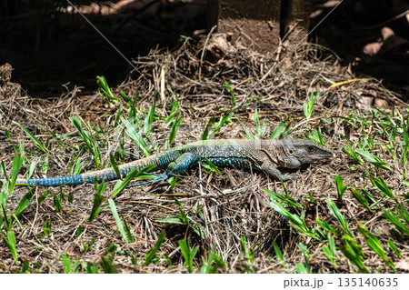 Ameiva ameiva or Amazon racerunner, species of lizard in the family Teiidae found in Central and South America 135140635