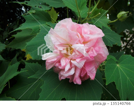 まだらなピンク色の酔芙蓉の花 135140766