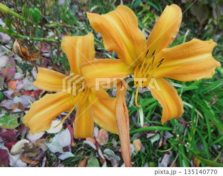 黄色いワスレグサの花 135140770
