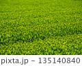 新茶葉が育つ茶畑 135140840