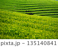 新茶葉が育つ茶畑 135140841
