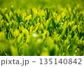 新茶の葉っぱ 135140842
