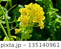 菜の花のある風景 135140961