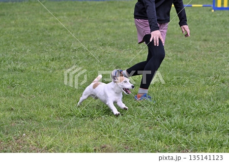 愛犬とドッグランで遊ぶ女性 ジャックラッセルテリア 愛犬とドッグランで遊ぶ女性 ジャックラッセルテリア 135141123