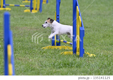愛犬とドッグランで遊ぶ女性 ジャックラッセルテリア 愛犬とドッグランで遊ぶ女性 ジャックラッセルテリア 135141125