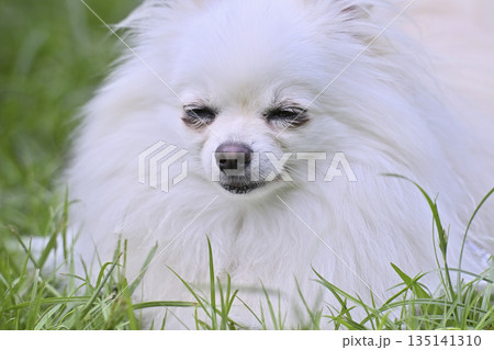 かわいいポメラニアン 135141310