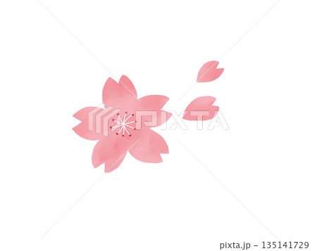 桜の花のイラスト 135141729