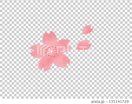 櫻花例證 135141729