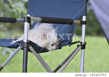 愛犬とキャンプ　ポメラニアン 135141755