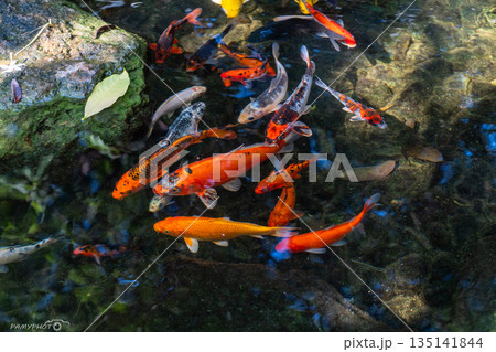 Koi fish in water, Kohaku breed. Koi fish in water, Kohaku breed. 135141844