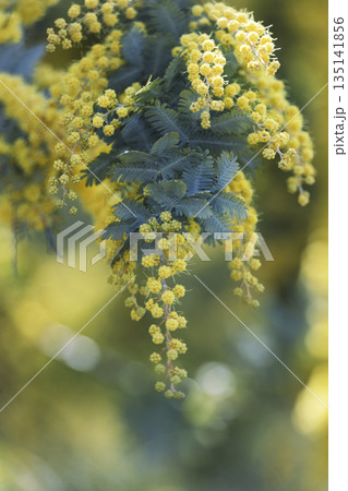 ミモザの花　青緑の葉とふんわりボケ背景　コピースペース 135141856