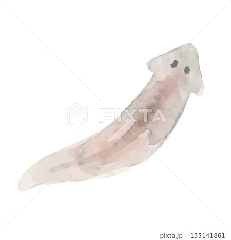 水彩風のプラナリアイラスト 水彩風のプラナリアイラスト 135141861