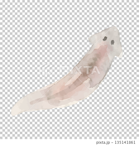 水彩風のプラナリアイラスト 水彩風のプラナリアイラスト 135141861