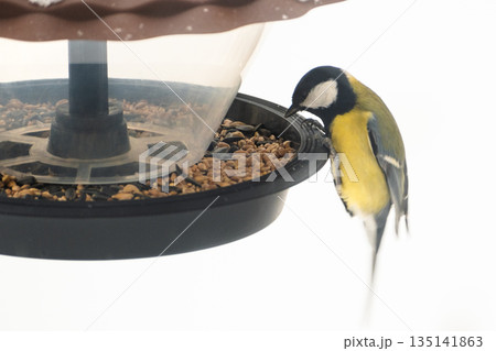 A titmouse eats seeds and bird food from a plastic feeder, against a snowy background, close-up 135141863