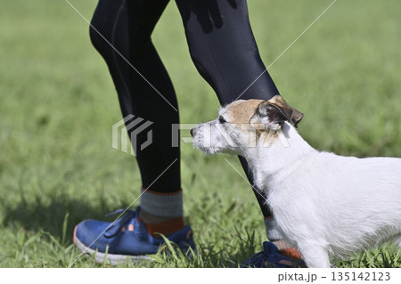 ドッグランで愛犬と遊ぶ女性 ジャックラッセルテリア ドッグランで愛犬と遊ぶ女性 ジャックラッセルテリア 135142123